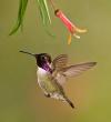 Alpine Hummingbirds-8706.jpg